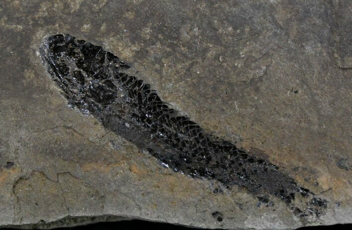 Devonian Lobed-Fin Fish (Osteolepis) - Scotland #25768